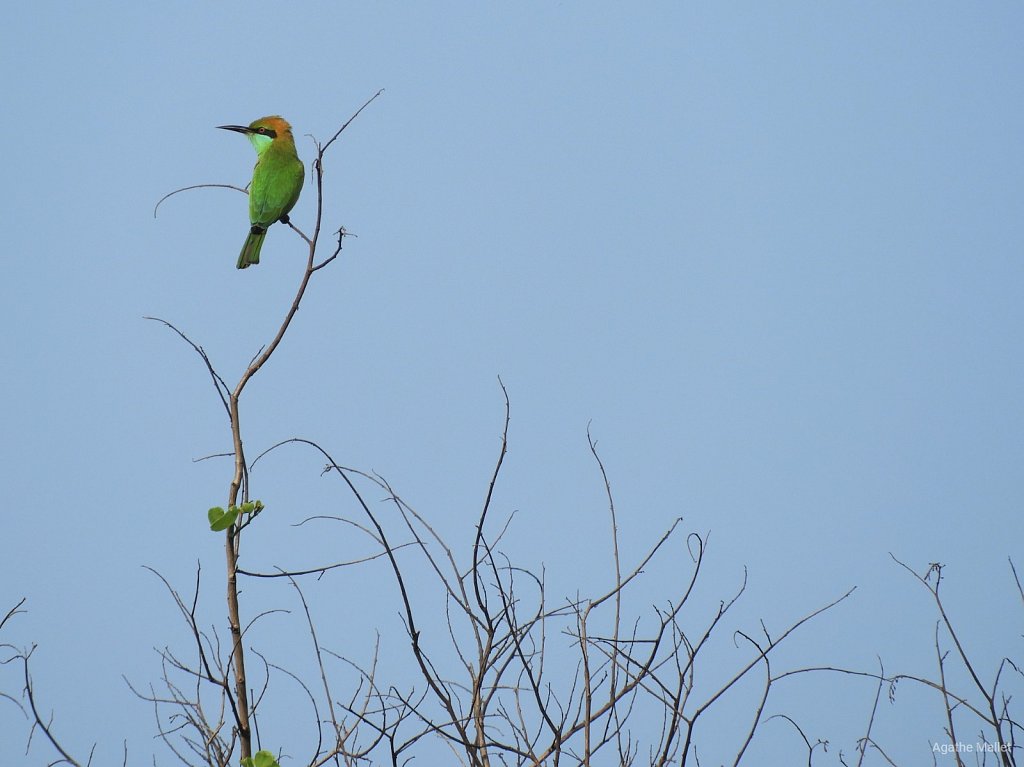 Little green bee eater - Guêpier d'orient