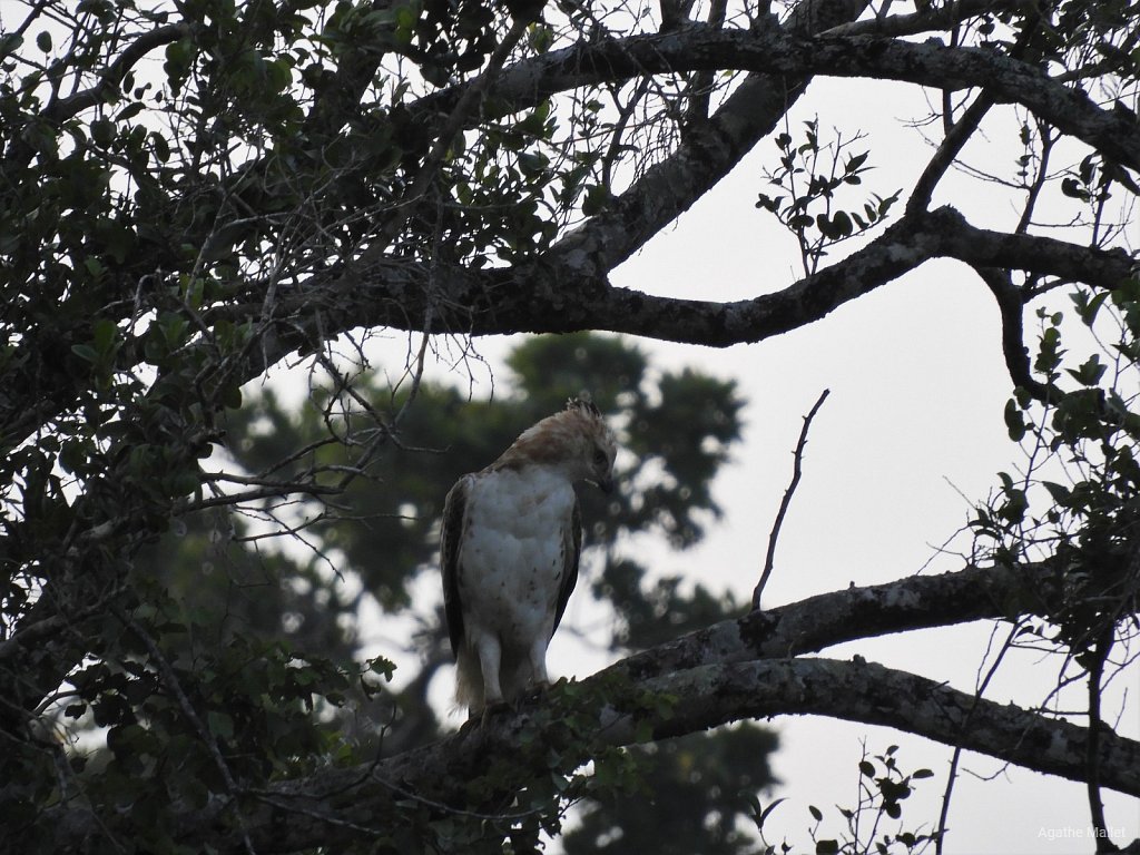 Crested hawk eagle - Aigle huppé