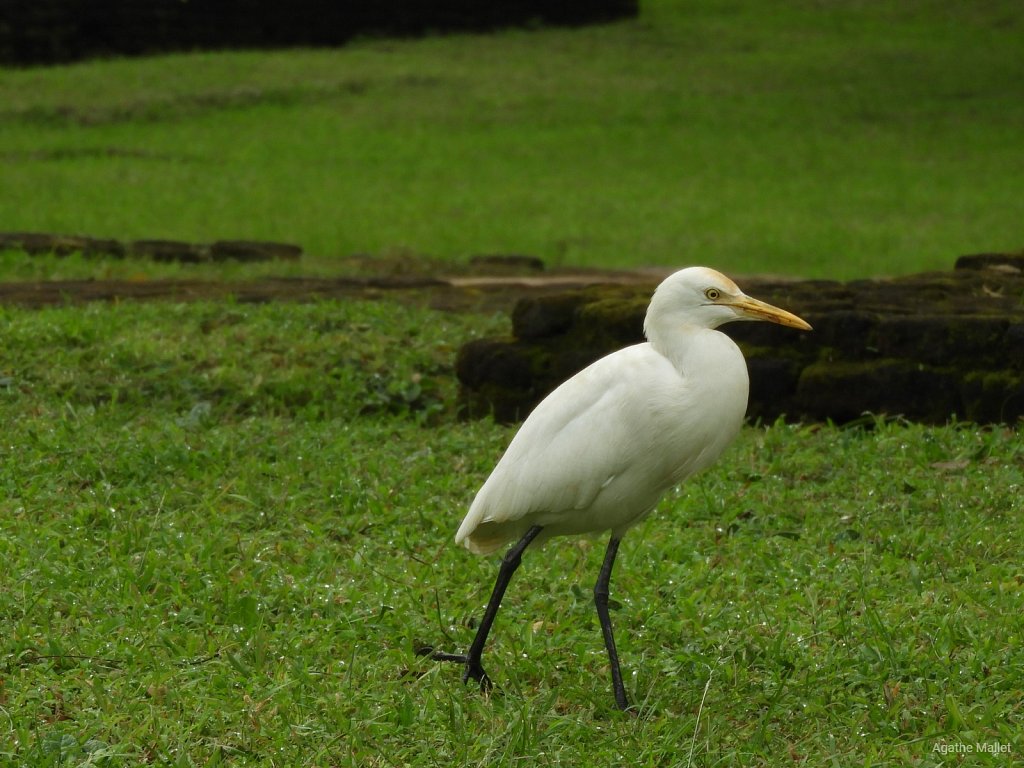 Cattle egret - Héron garde-boeufs