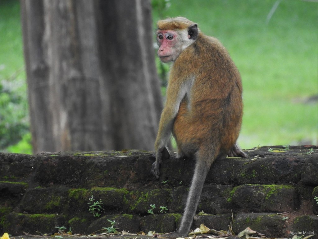 Toque macaque - Macaque à toque