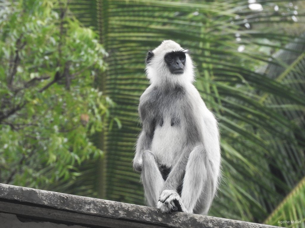 Tufted gray langur - Langur gris