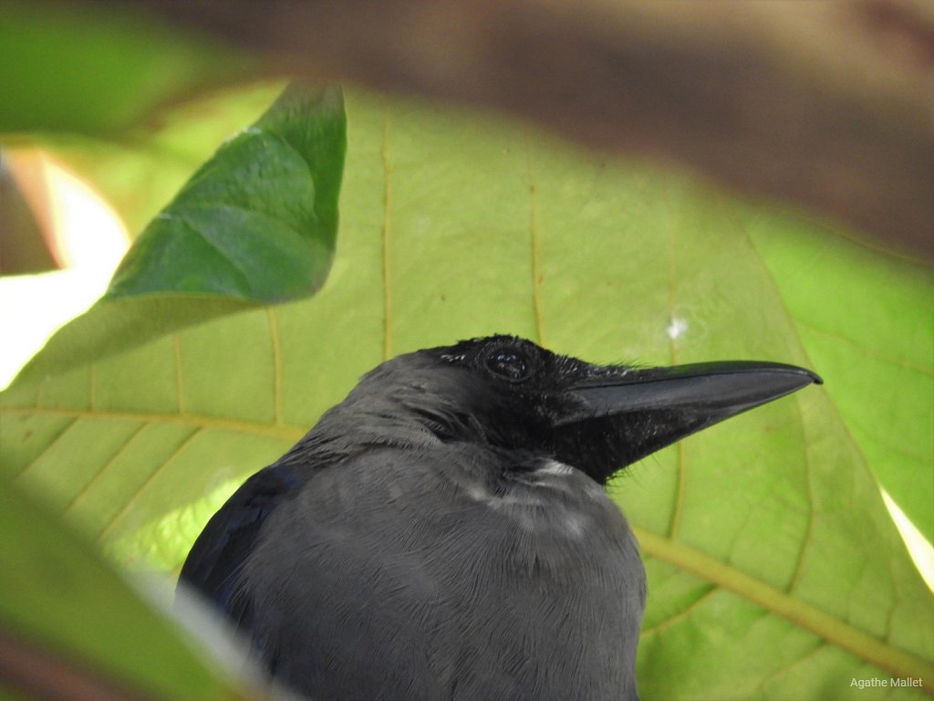 House crow - Corneille d'Inde