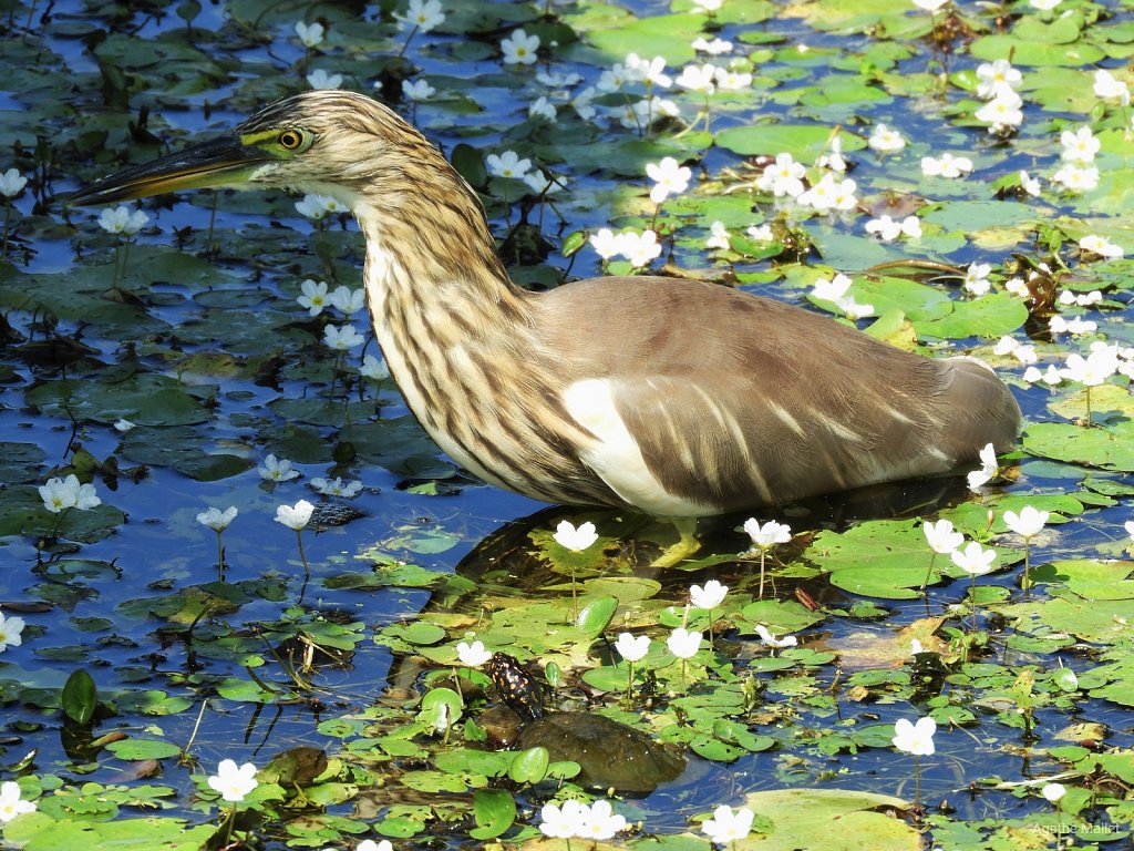 Indian pond heron - Crabier de Gray