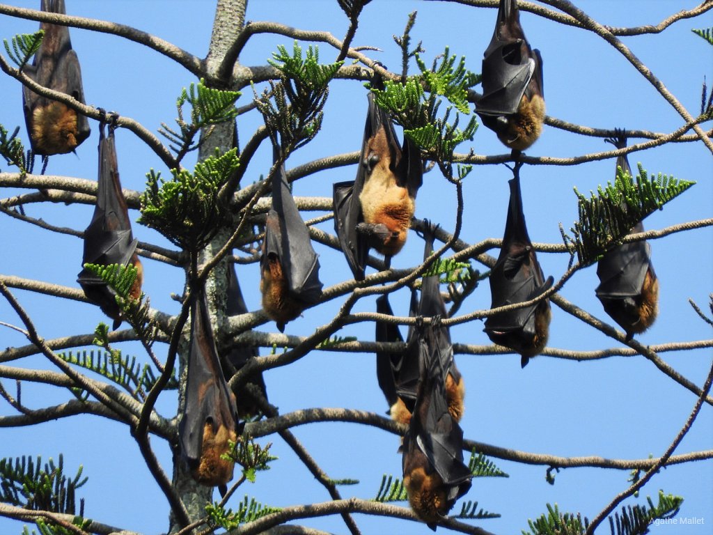 Indian flying fox - Chauve souris géante d'Inde