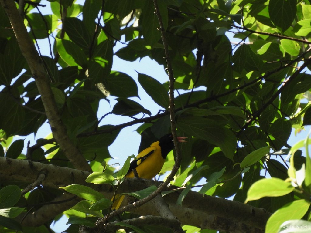 Black hooded oriole - Loriot à capuchon noir