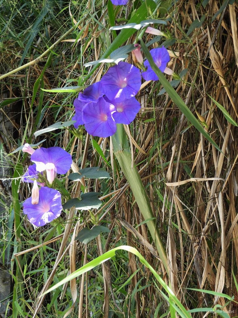 Volubilis