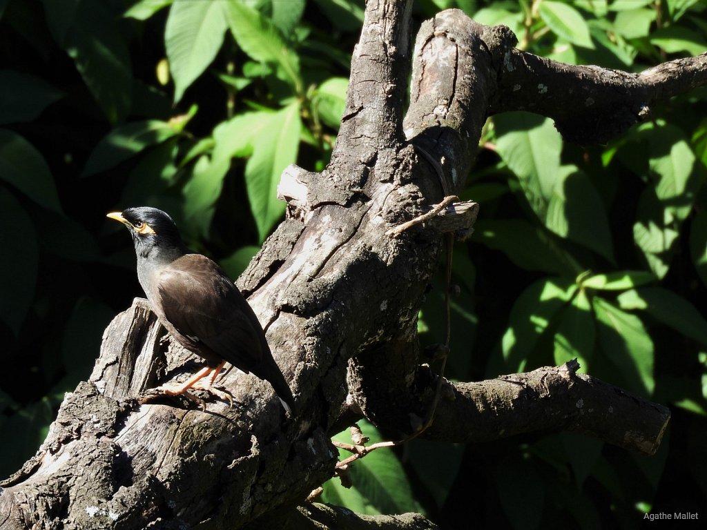 Common myna - Martin triste