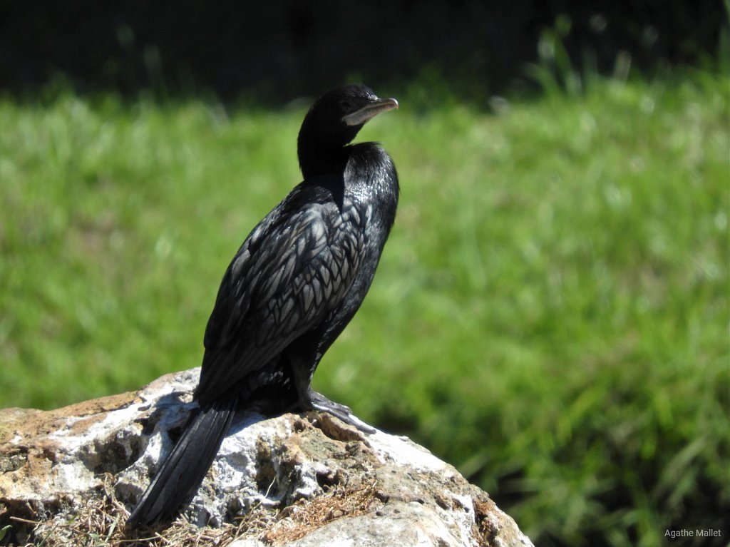 Indian cormorant - Cormoran à cou brun