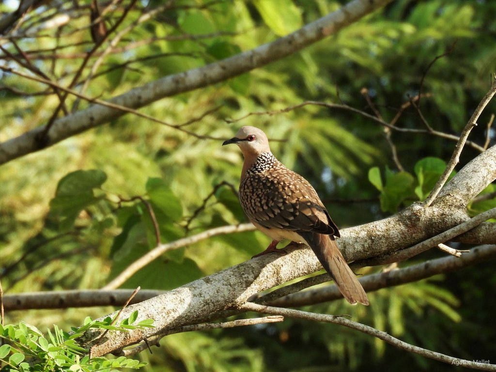 Sri Lanka wood pigeon - Pigeon de Ceylan