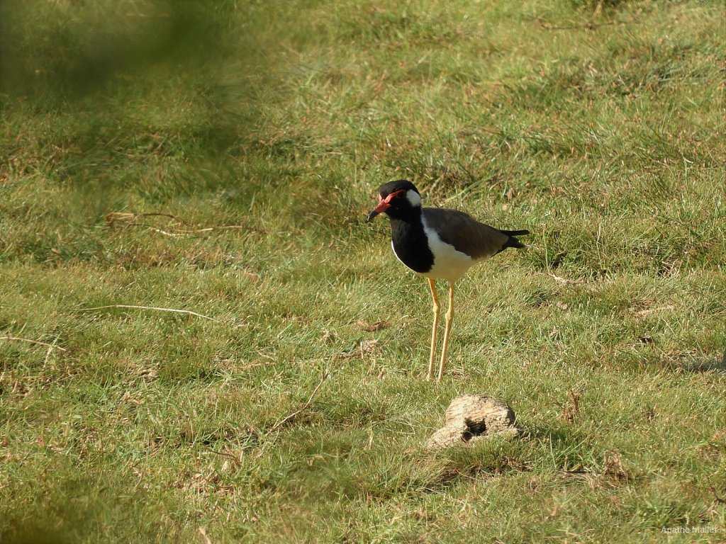 Red wattled lapwing - Vanneau indien