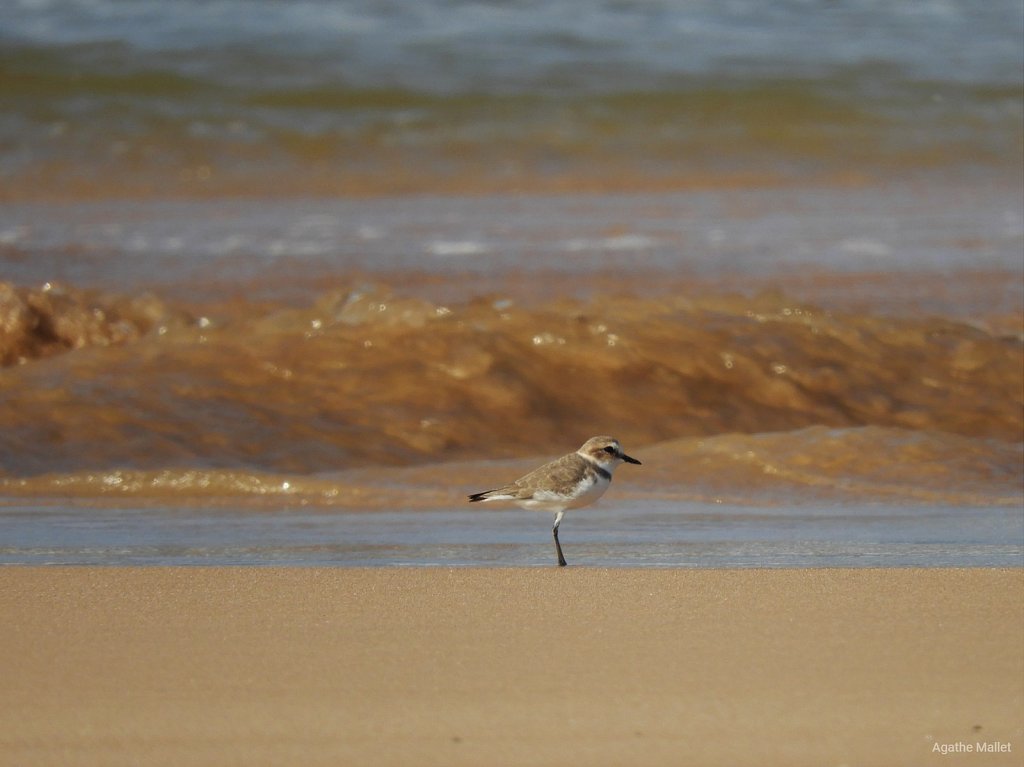 Plover - Gravelot