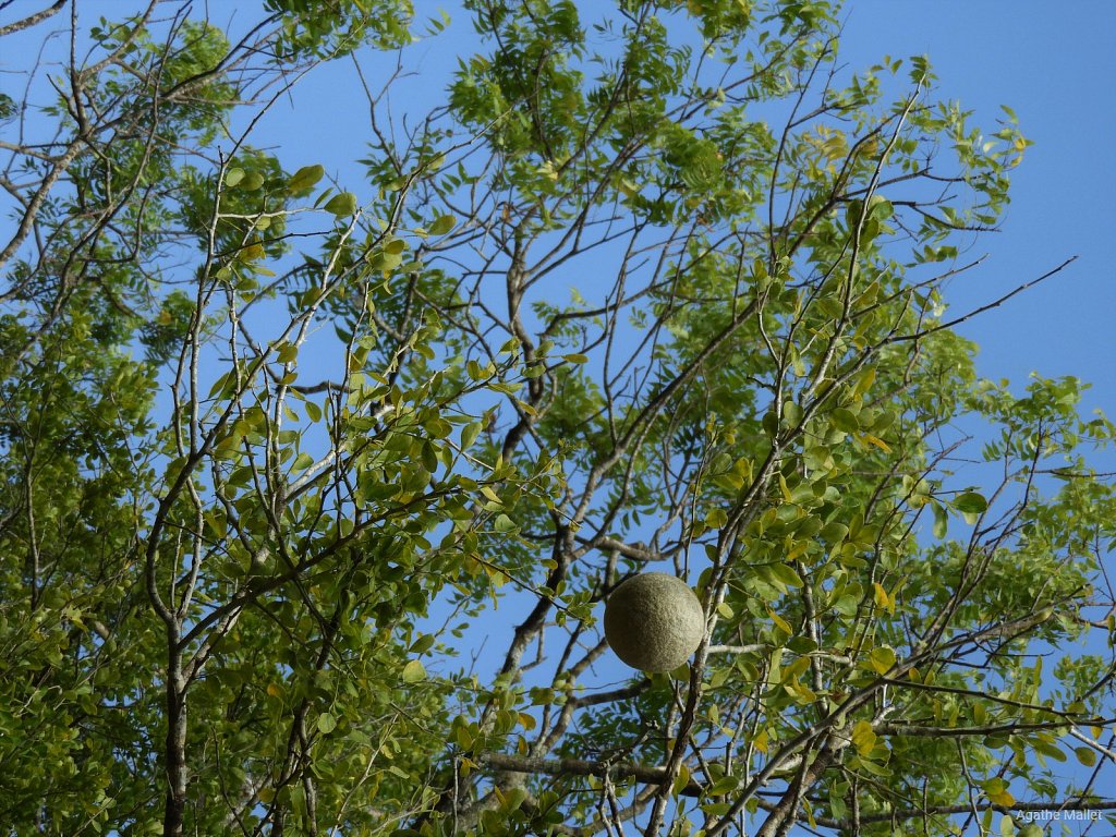 Wood apple - Pomme à coque