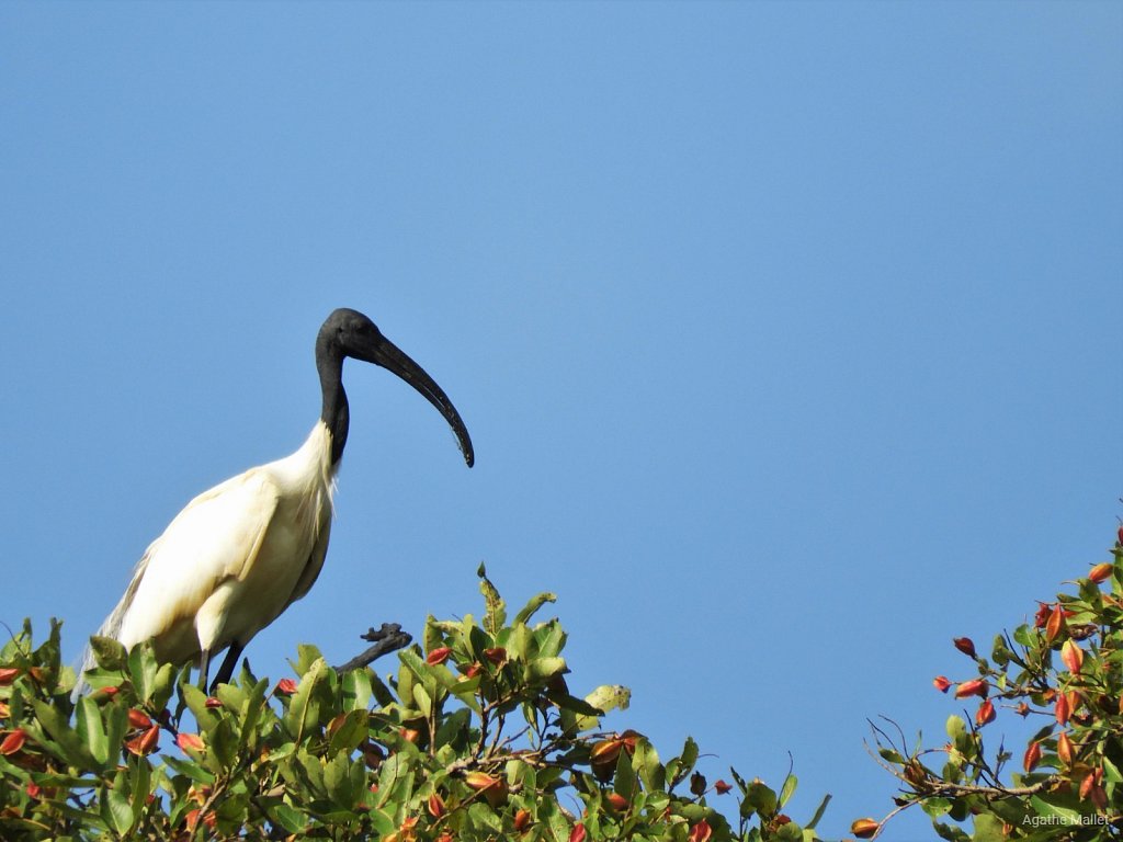 Black headed Ibis - Ibis à tête noire