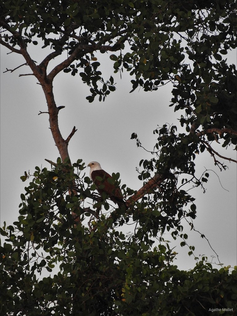 Brahminy kite - Milan sacré