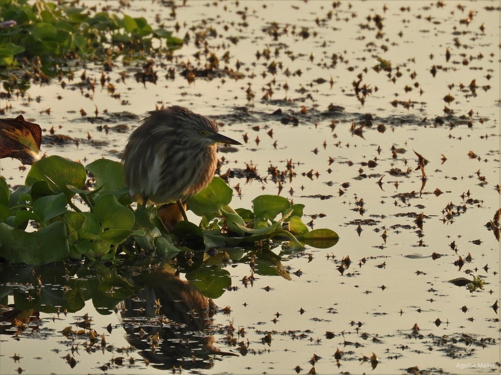 Indian pond heron - Crabier de Gray