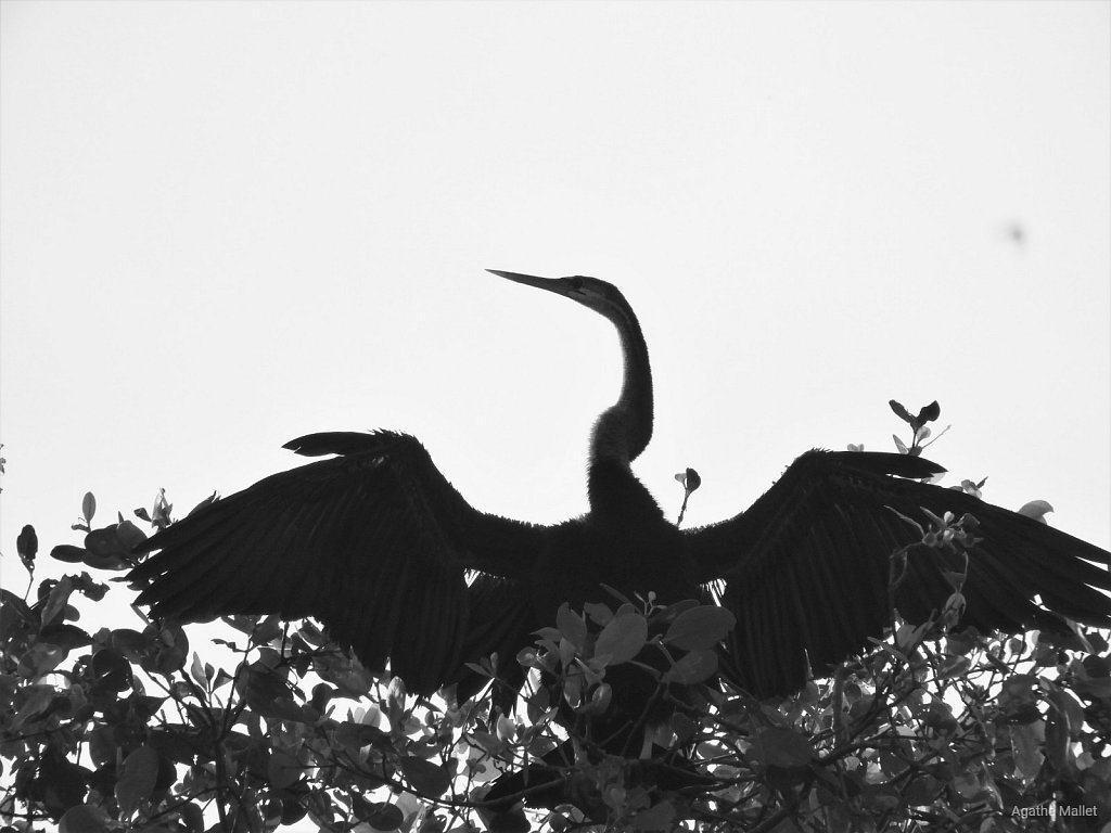 Indian darter - Anhinga roux