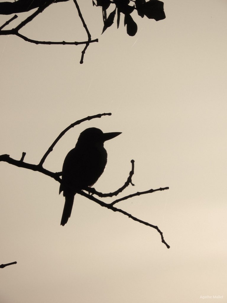 White breasted kingfisher - Martin-chasseur de Smyrne