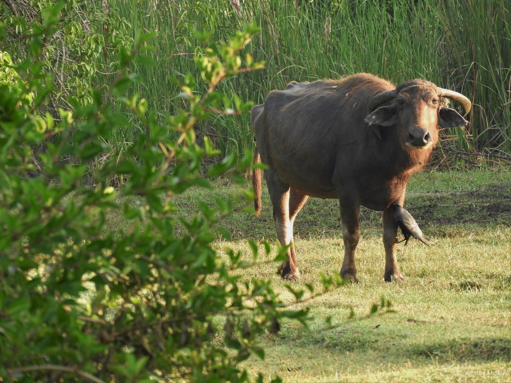 Buffle d'eau 