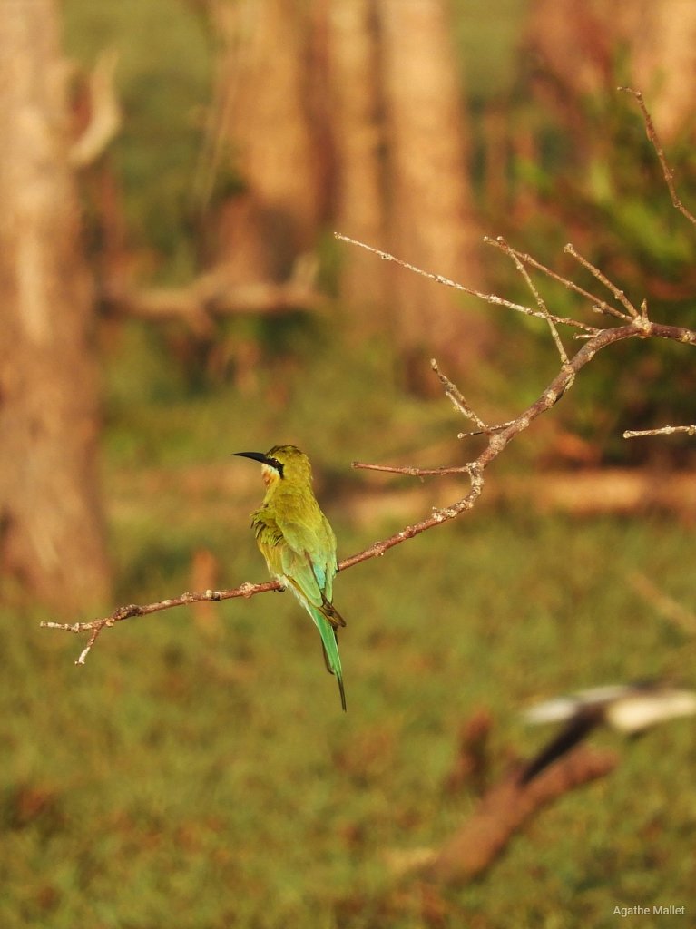 Blue tailed bee eater - Guêpier à queue d'azur