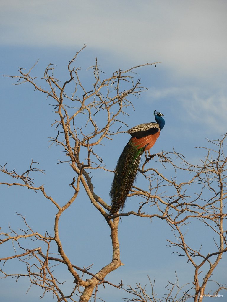 Indian peafowl - Paon bleu ♂