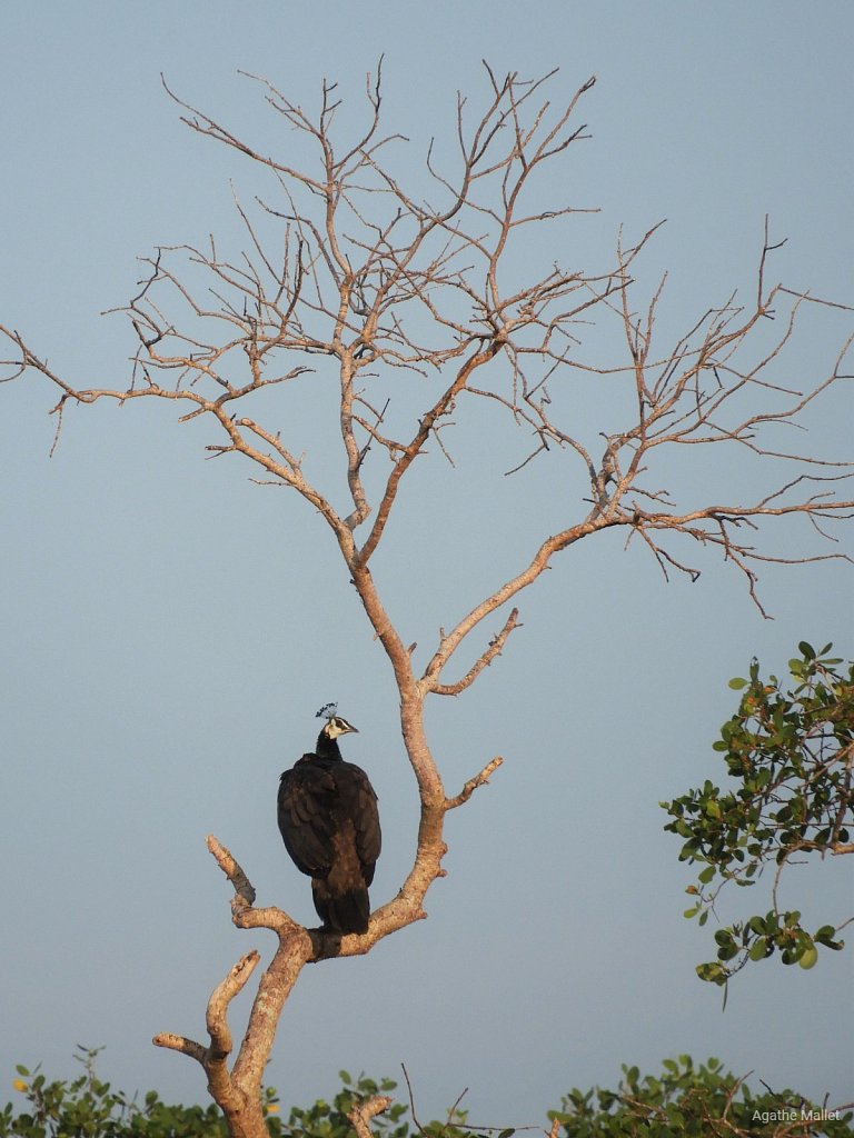 Indian peafowl - Paon bleu ♀