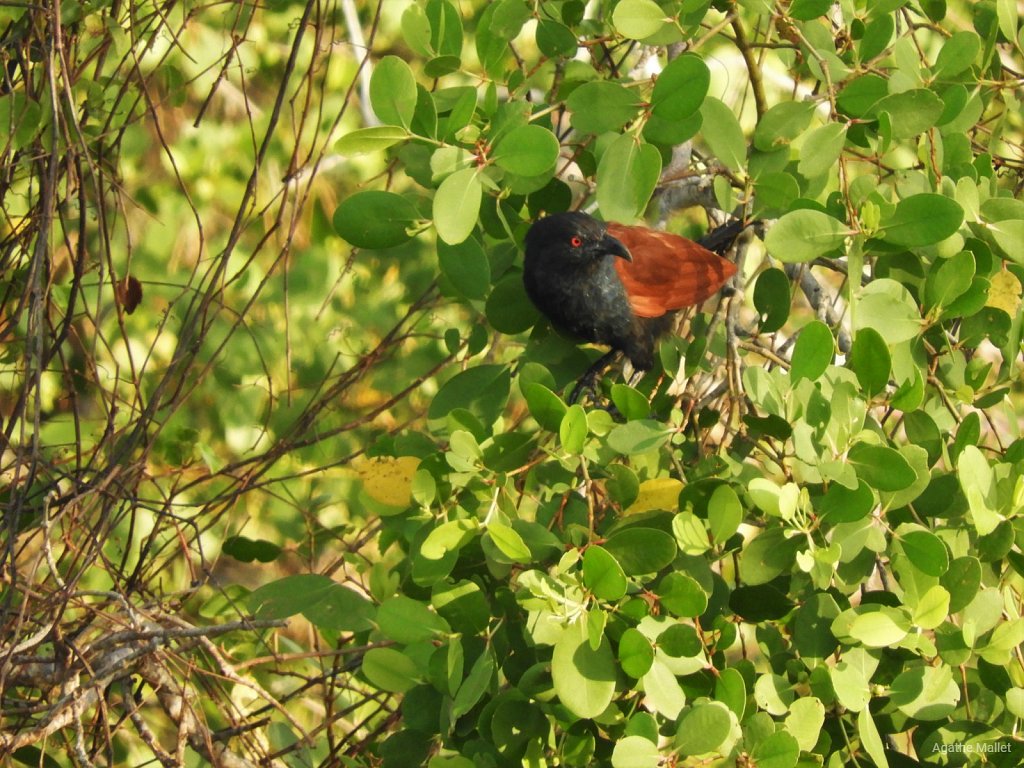 Common coucal - Grand coucal