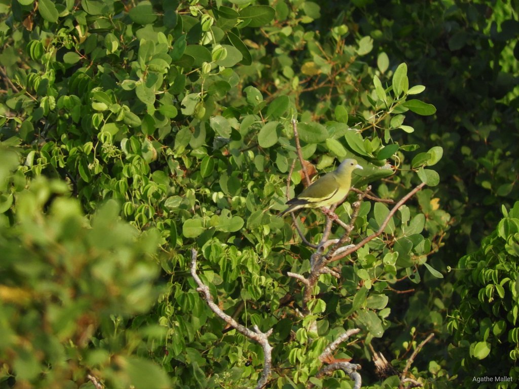 Orange breasted green pigeon - Colombar à double collier