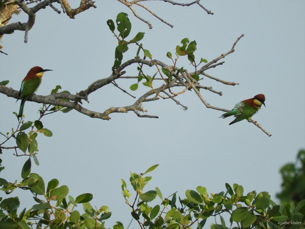 Chestnut headed bee eater - Guêpier de Leschenault