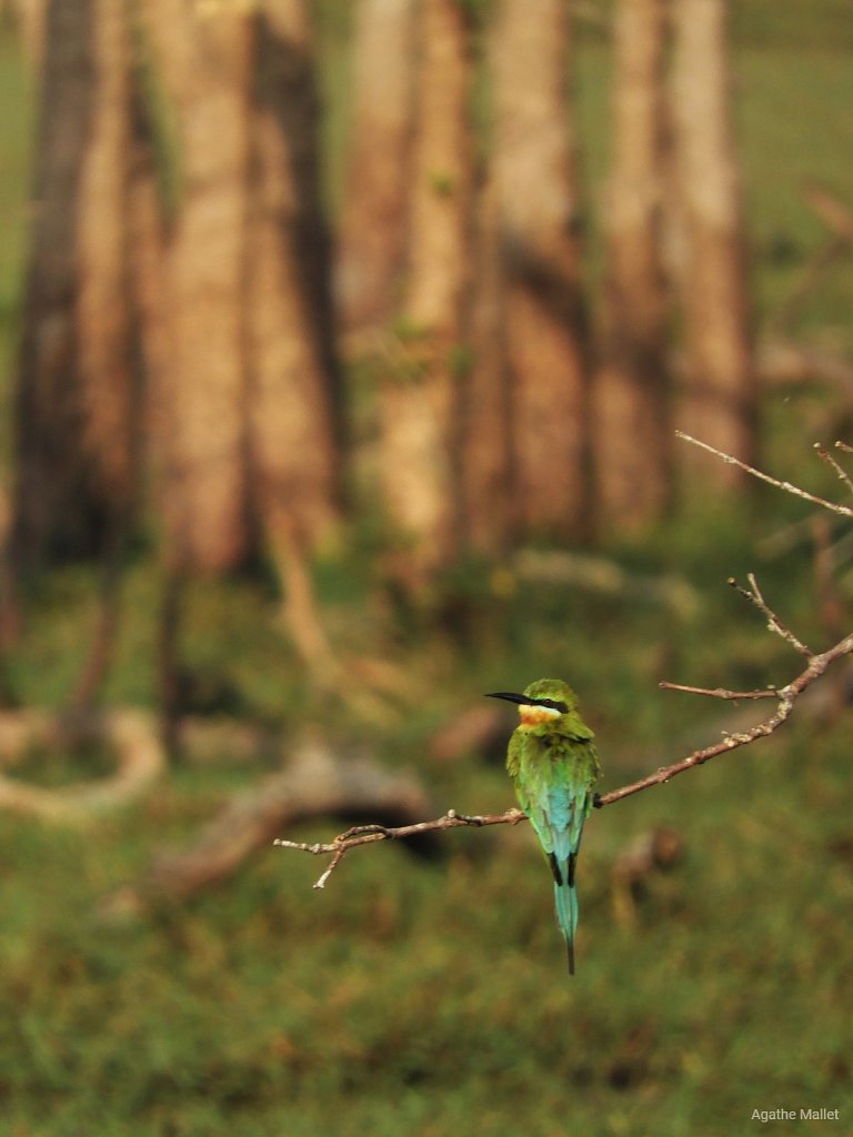 Blue tailed bee eater - Guêpier à queue d'azur