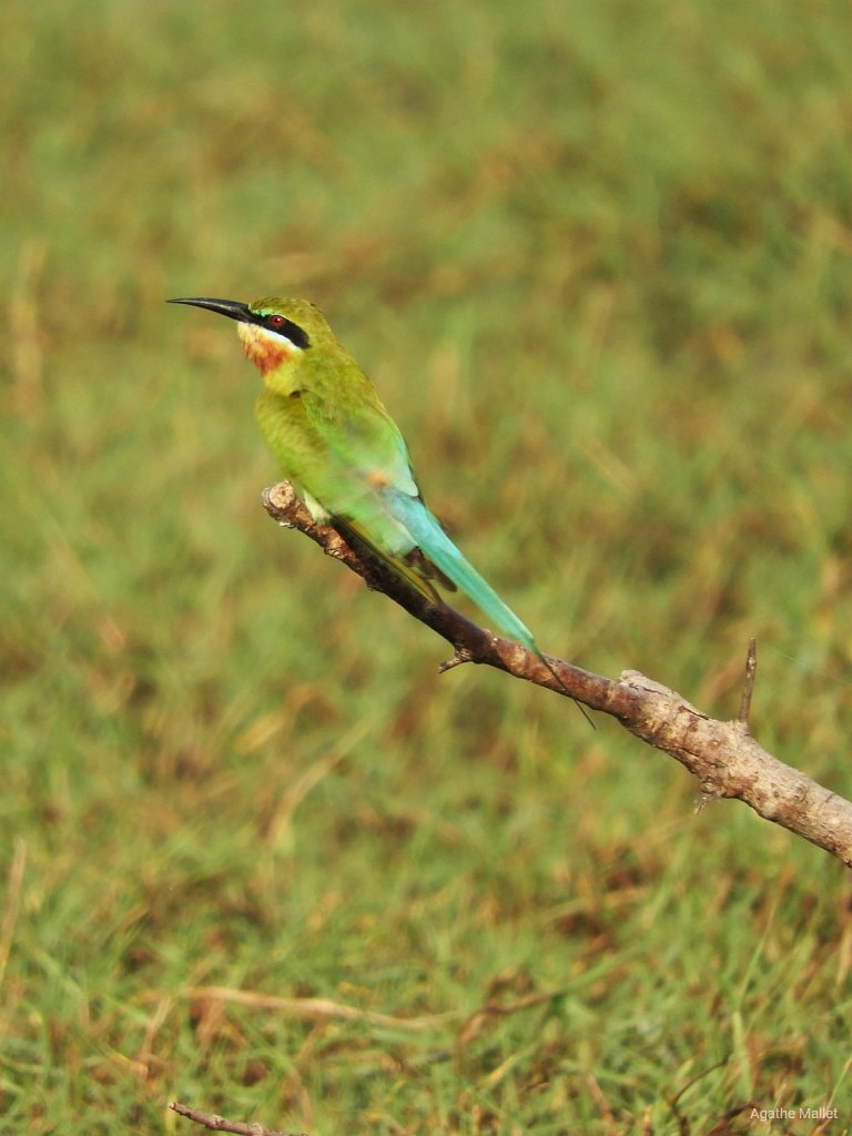 Blue tailed bee eater - Guêpier à queue d'azur