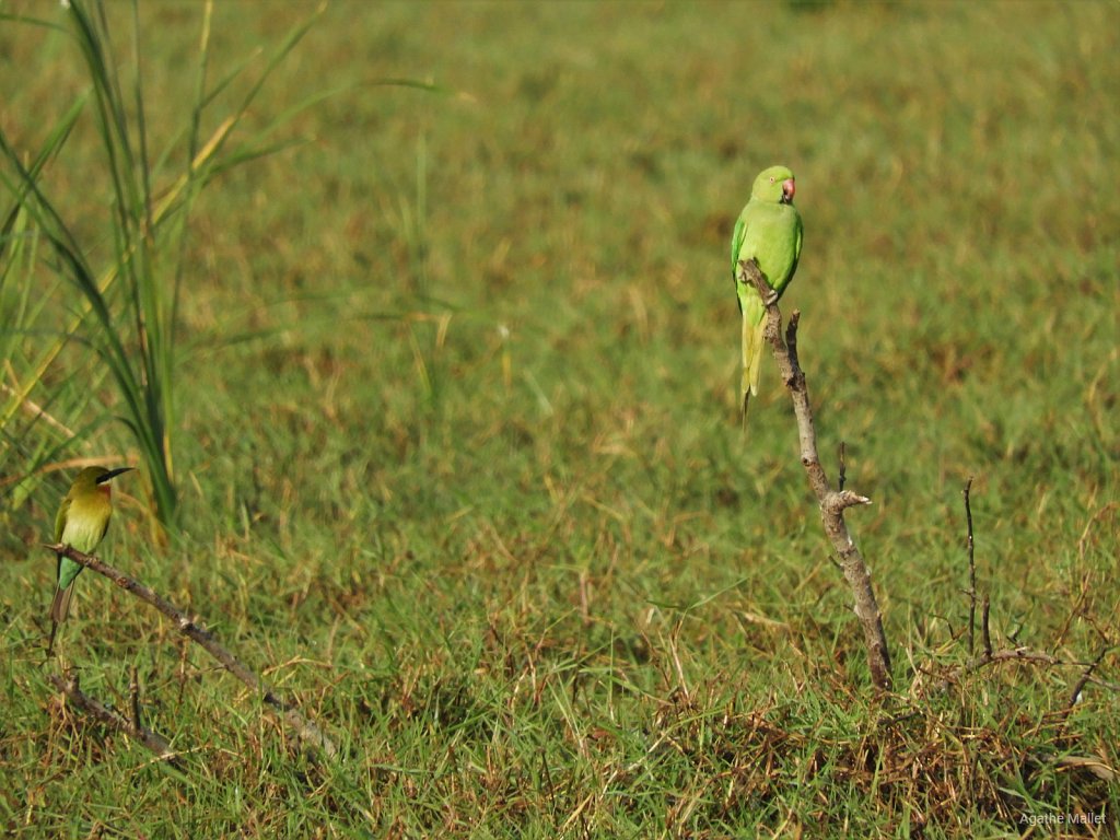 Rose ringed parakeet and Blue tailed bee eater