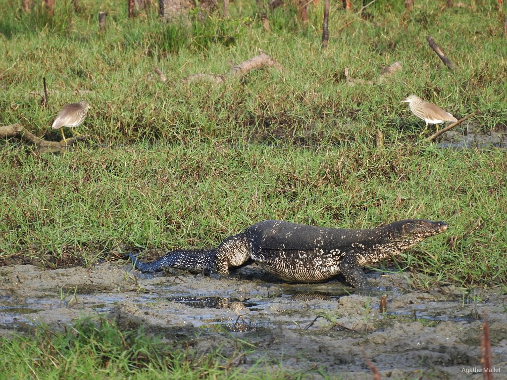 Water monitor - Varan malais