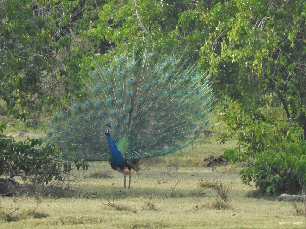 Indian peafowl - Paon bleu ♂