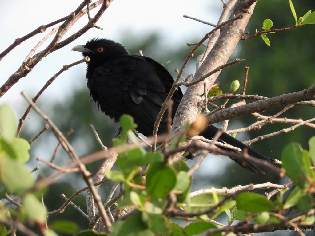 Asian koel - Coucou koel