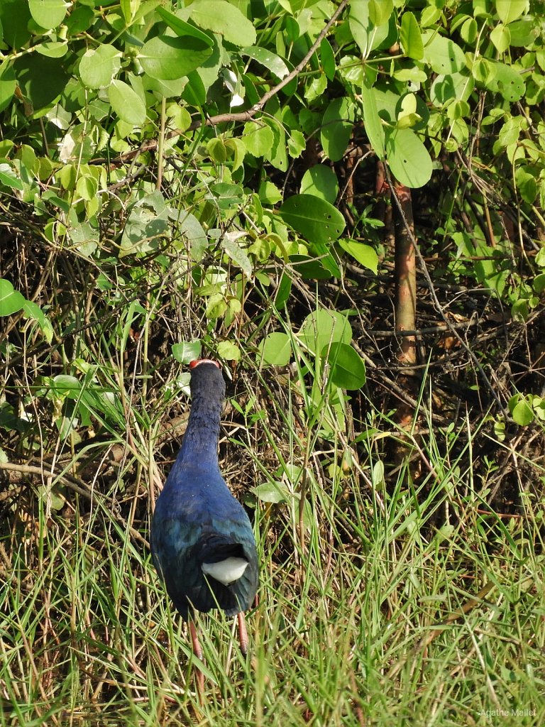 Purple swamp-hen - Talève sultane