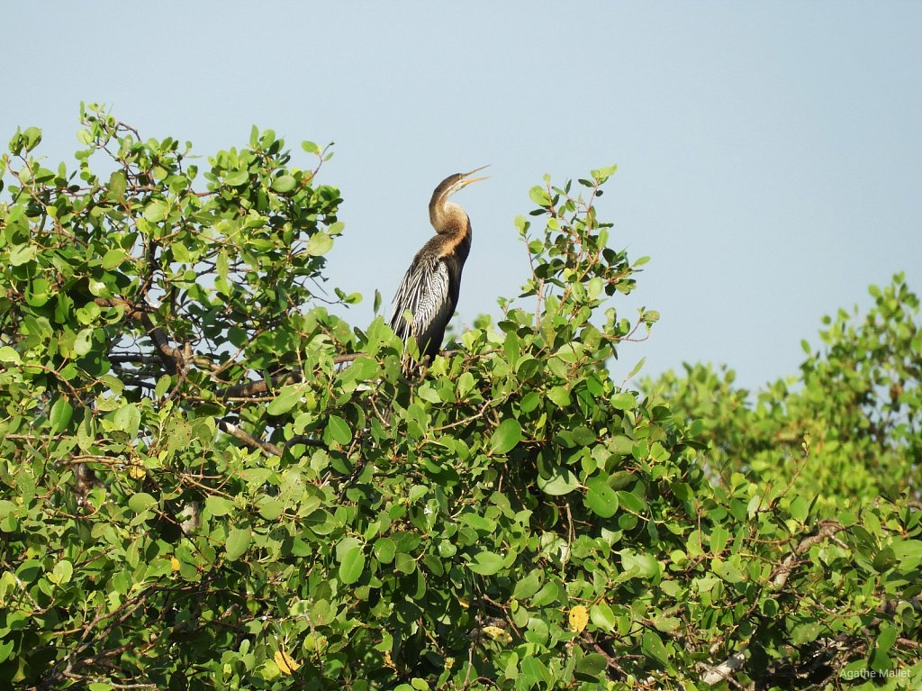 Indian darter - Anhinga roux