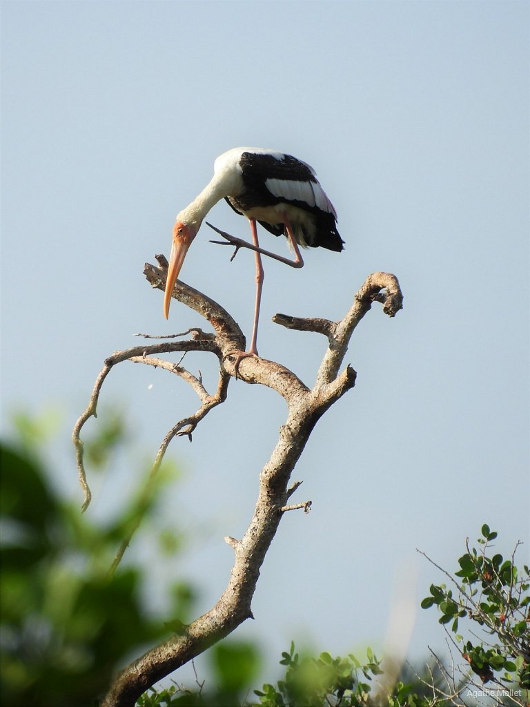 Painted stork - Tantale indien