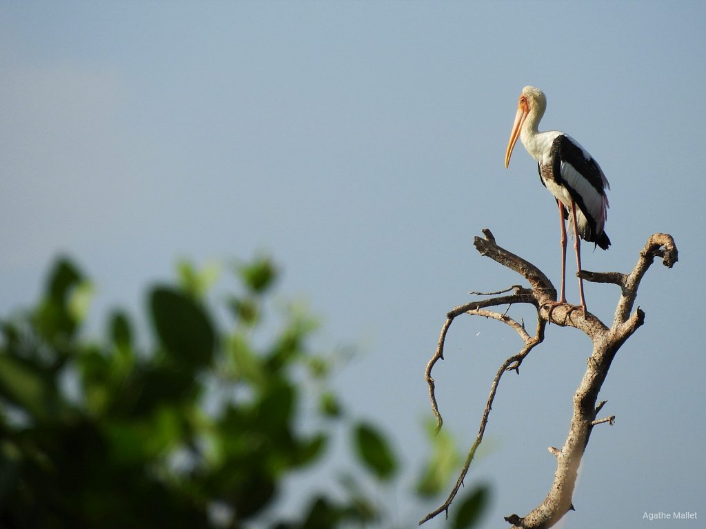 Painted stork - Tantale indien