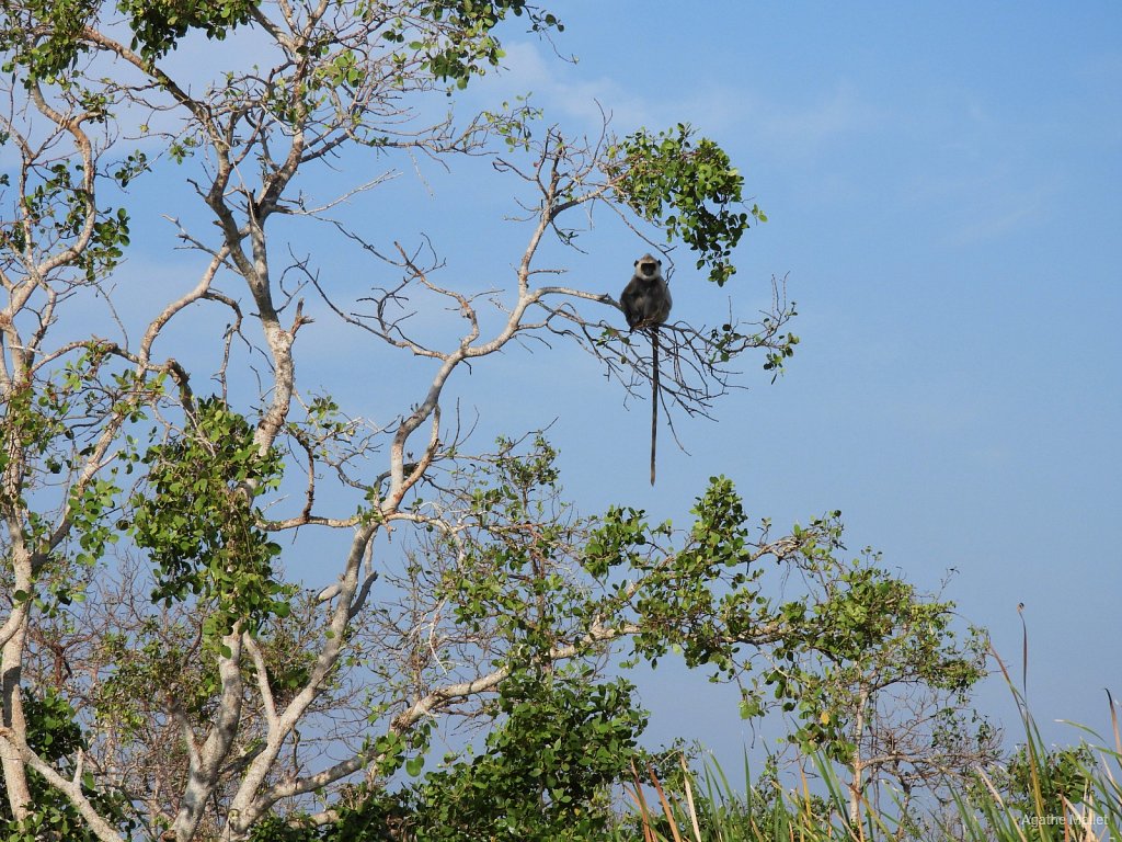 Tufted gray langur - Langur gris