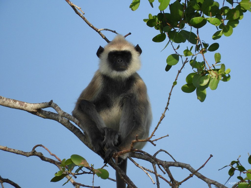 Tufted gray langur - Langur gris