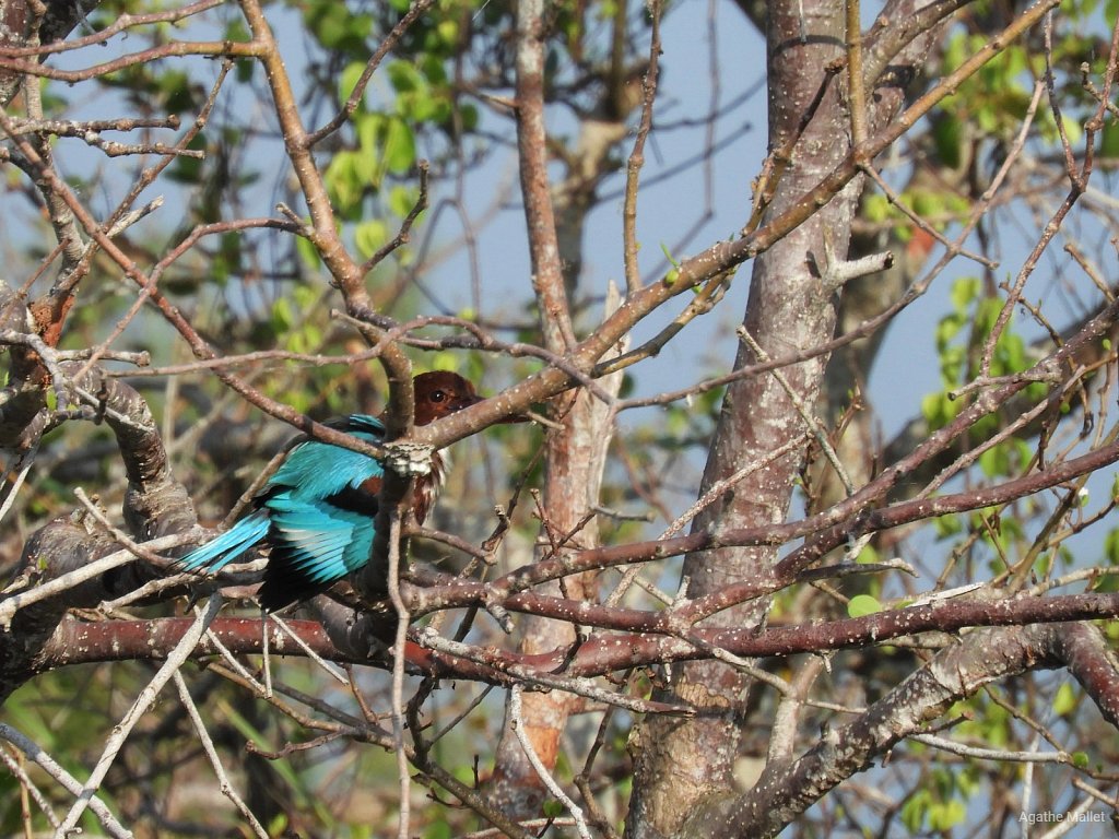 White breasted kingfisher - Martin-chasseur de Smyrne