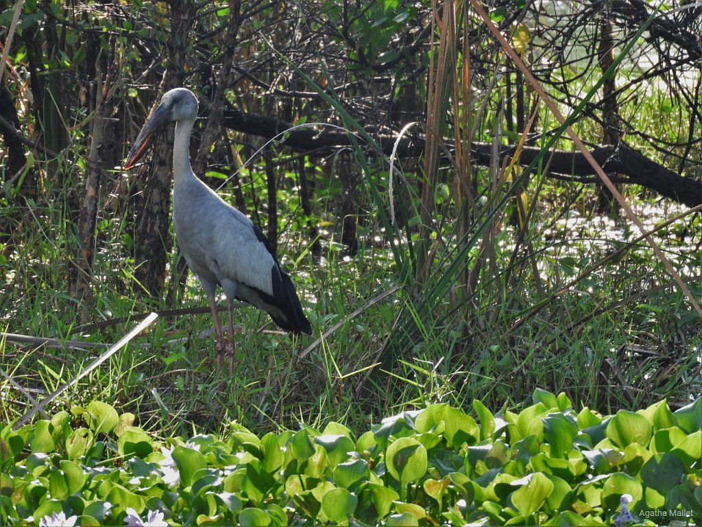 Asian openbill - Bec-ouvert indien