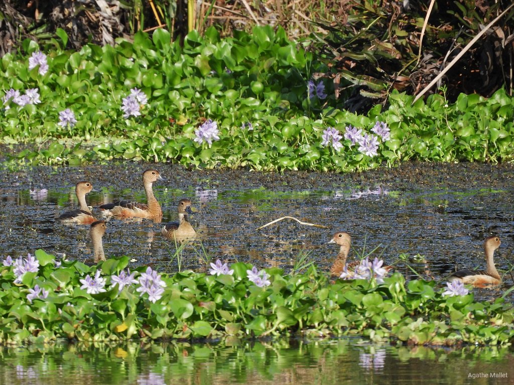 Lesser wisthling duck - Dendrocygne siffleur