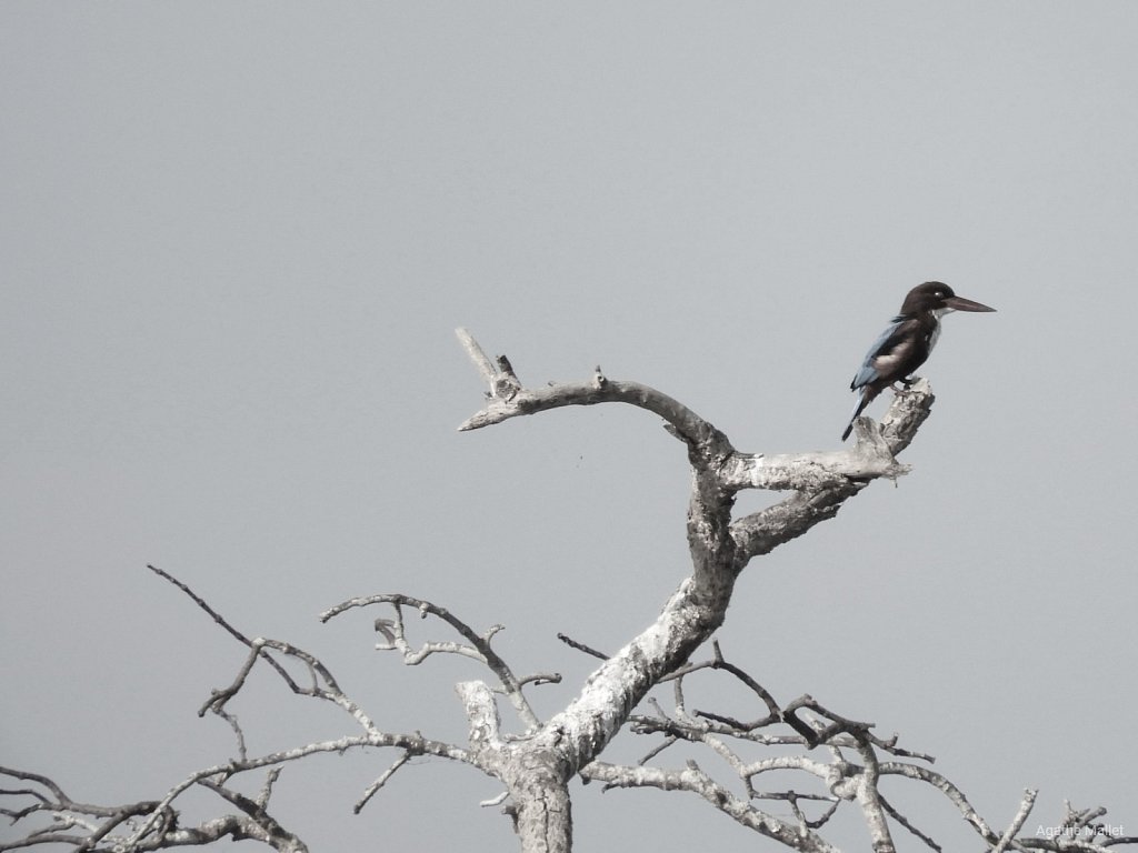 White breasted kingfisher - Martin-chasseur de Smyrne