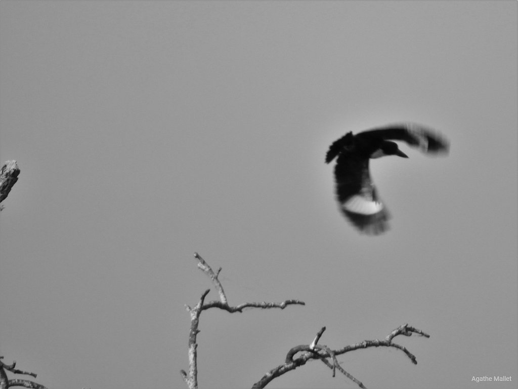 White breasted kingfisher - Martin-chasseur de Smyrne