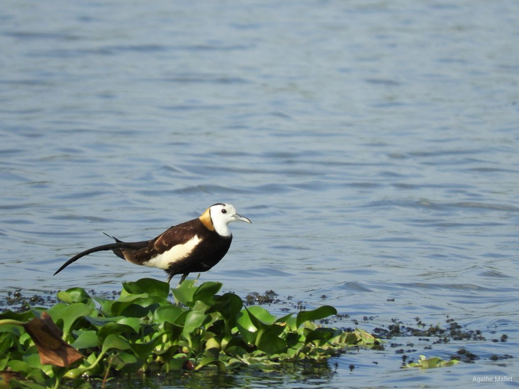 Pheasant tailed jacana - Jacana à queue longue