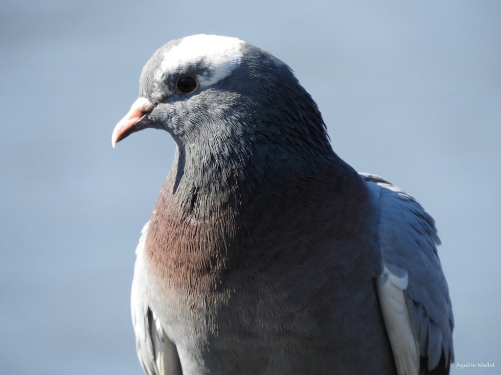 Pigeon