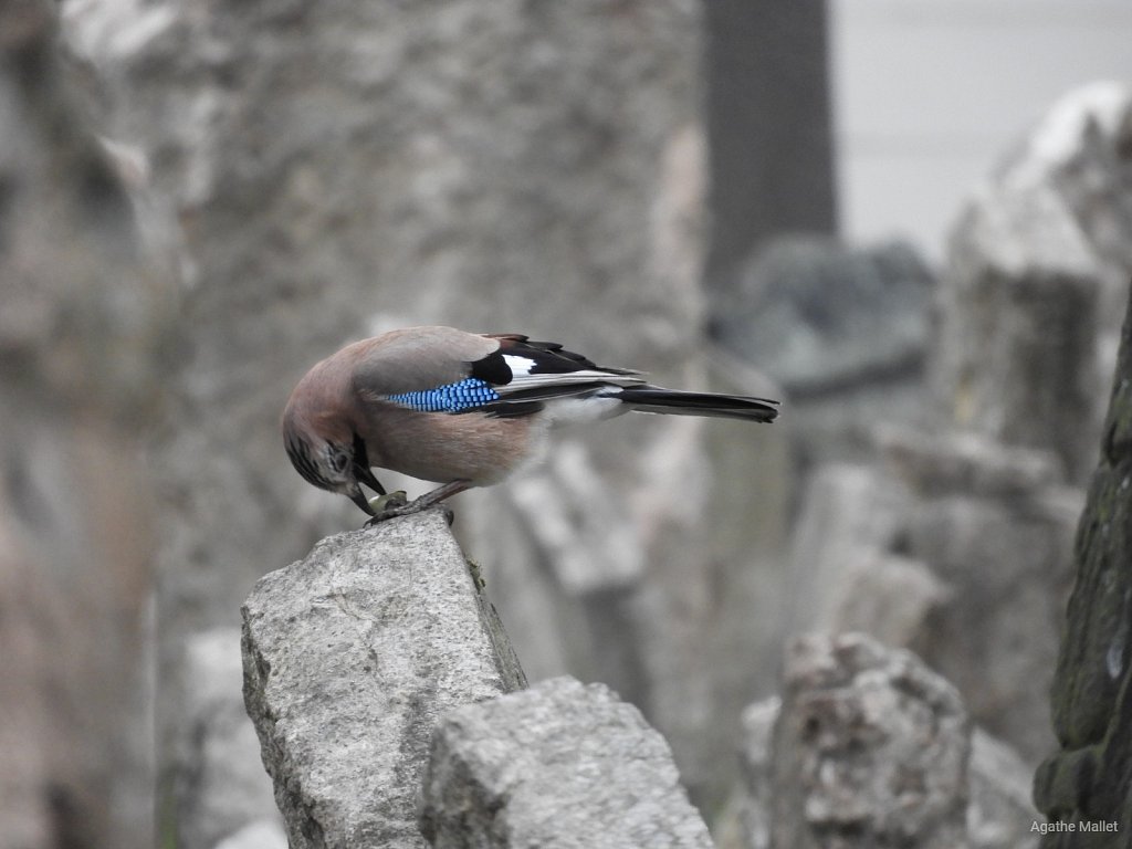 Geai des chênes