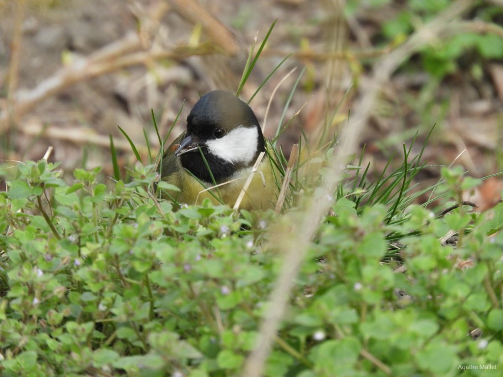 Mésange charbonnière 