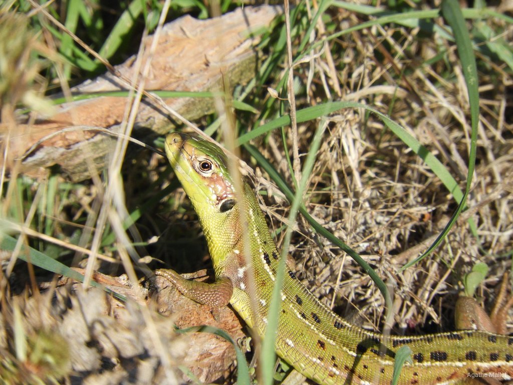 Lézard à deux raies